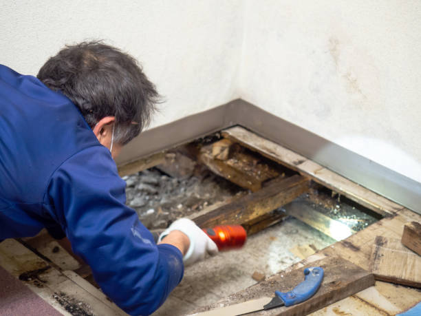 Best Mold Testing and Inspection Services in Fennimore, WI