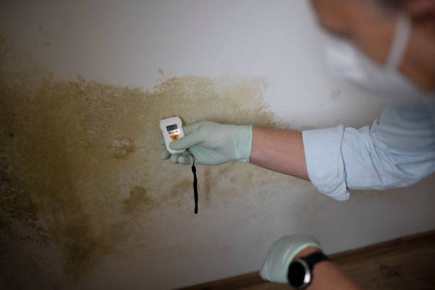 Best White Mold Remediation in Fennimore, WI