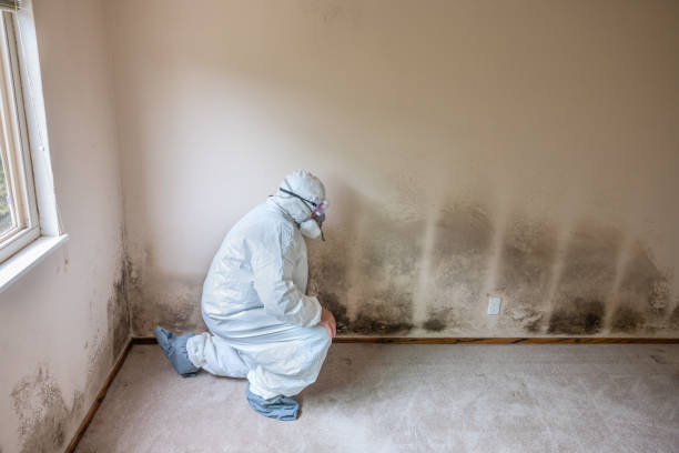 Best Post-Flood Mold Remediation in Fennimore, WI