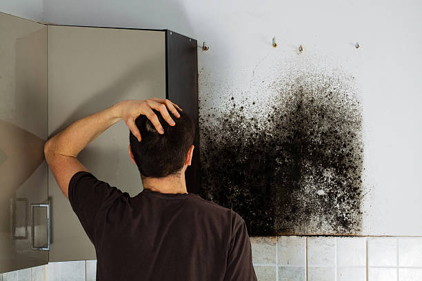 Best HVAC Mold Remediation in Fennimore, WI
