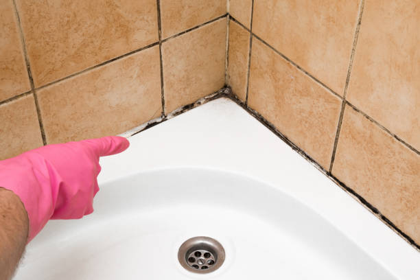 Best Kitchen Mold Remediation in Fennimore, WI